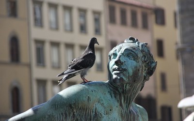 Pigeon perched on a statue